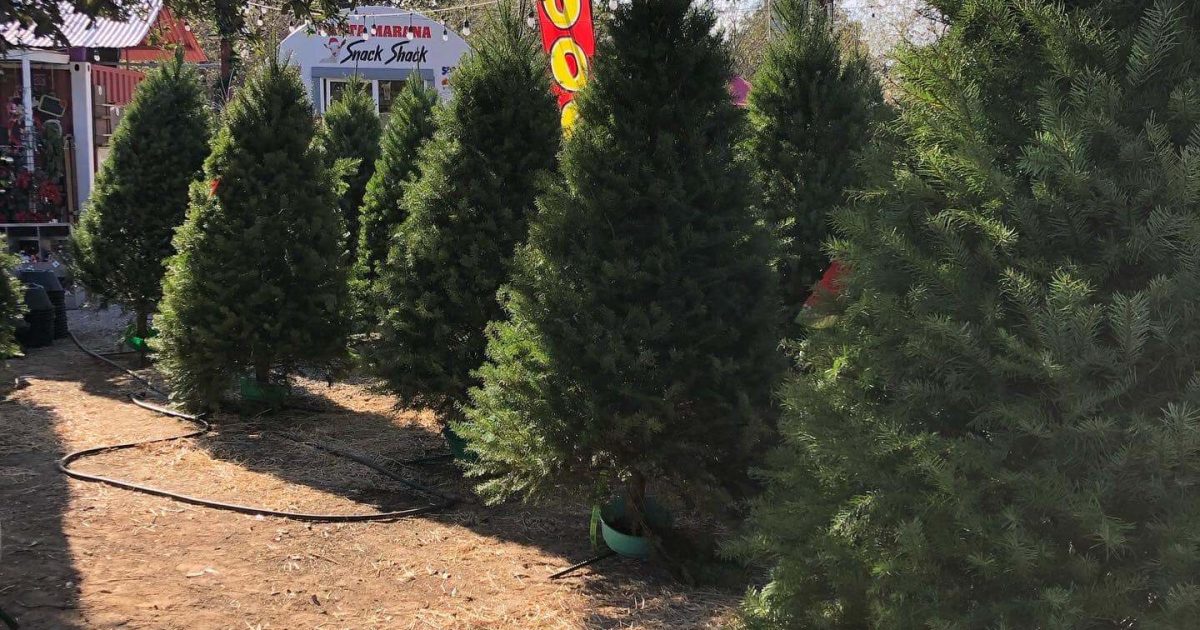 Santa Marana Christmas Tree Ranch Discover Marana