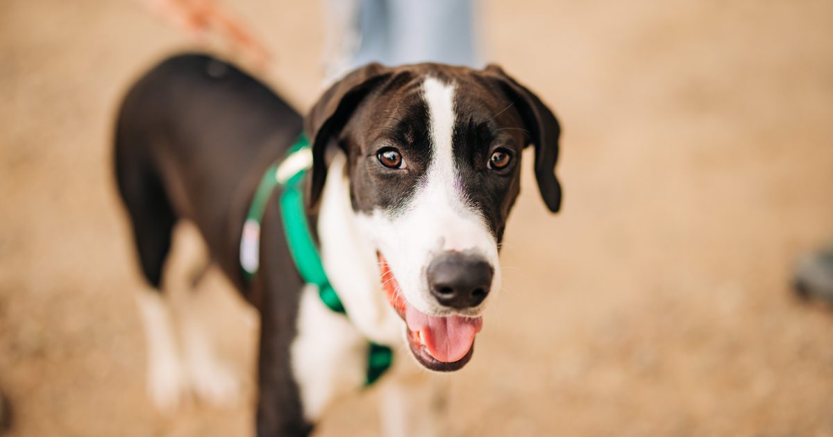 Traveling with Your Dog Discover Marana Discover Marana