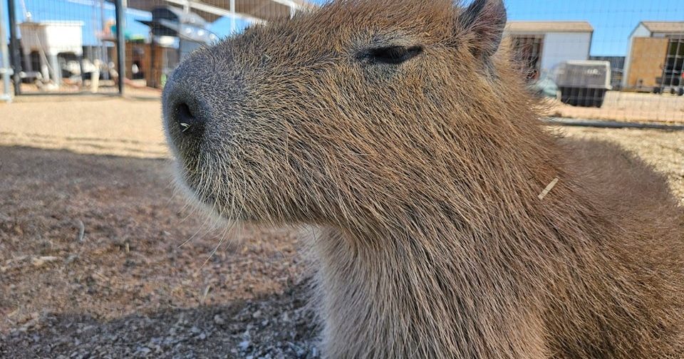 Ghost Ranch Exotics Exotic Animal Sanctuary Marana, Arizona